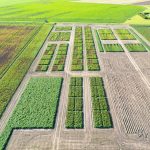 Helgegården - potato field